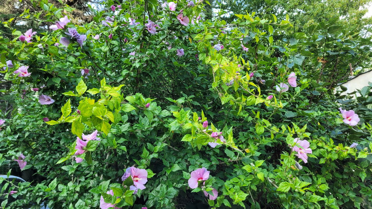 Во дворе расцвел куст