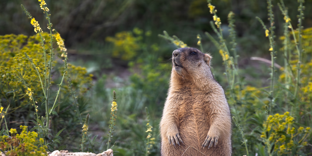 В поисках сурка