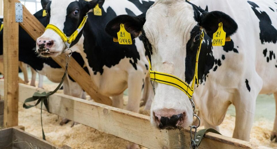    Медиасток.РФ