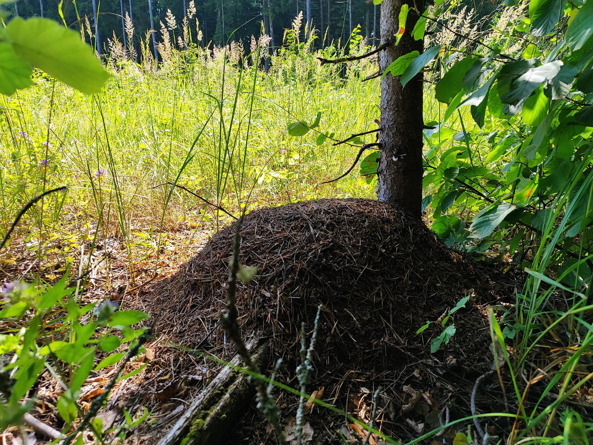 Муравейник