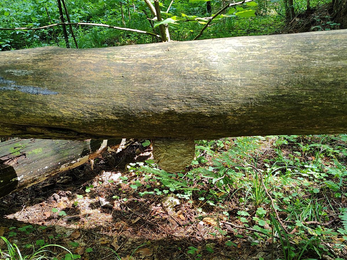Осиное гнездо прилипилось к упавшему дереву
