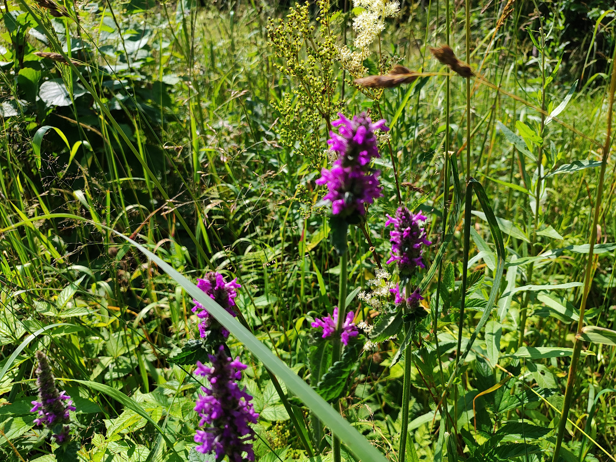 Какие-то цветочки