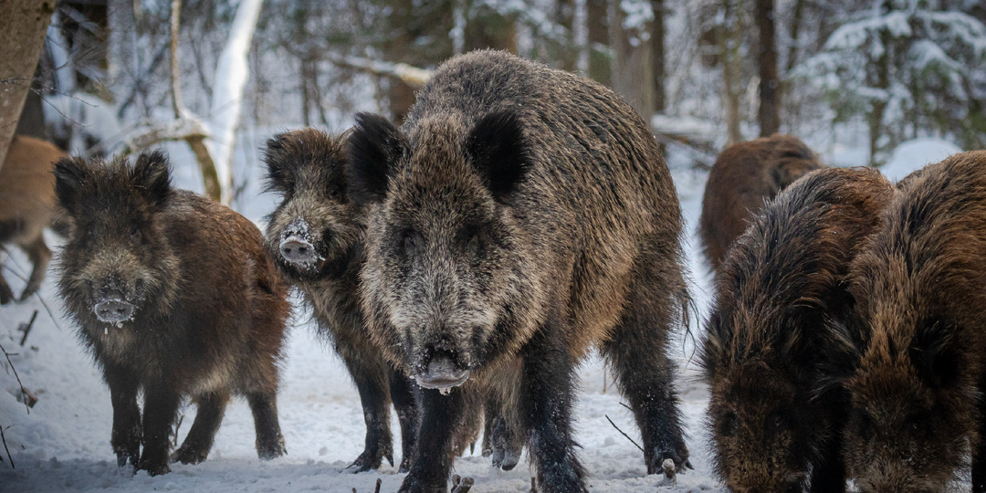 Куликово поле. Заповедные истории