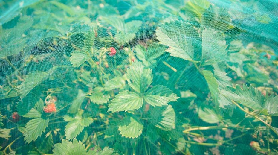    Shutterstock/FOTODOM