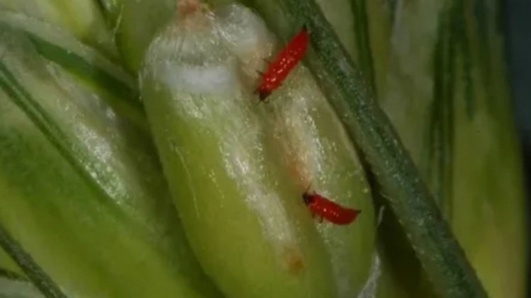    Фото: Отдел защиты растений филиала ФГБУ «Россельхозцентр» по Тюменской области