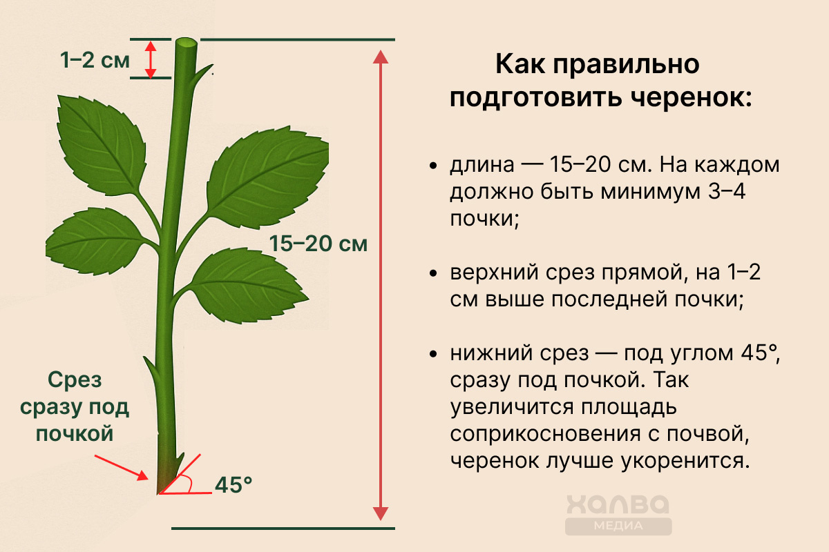 Чем здоровее черенок, тем быстрее он тронется в рост📷
