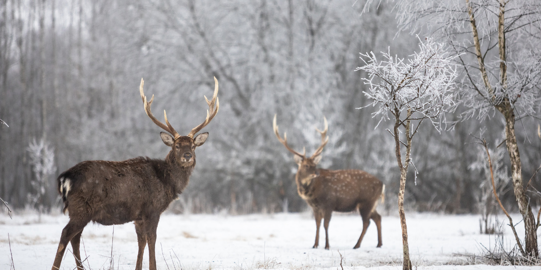 Снимаем копытных