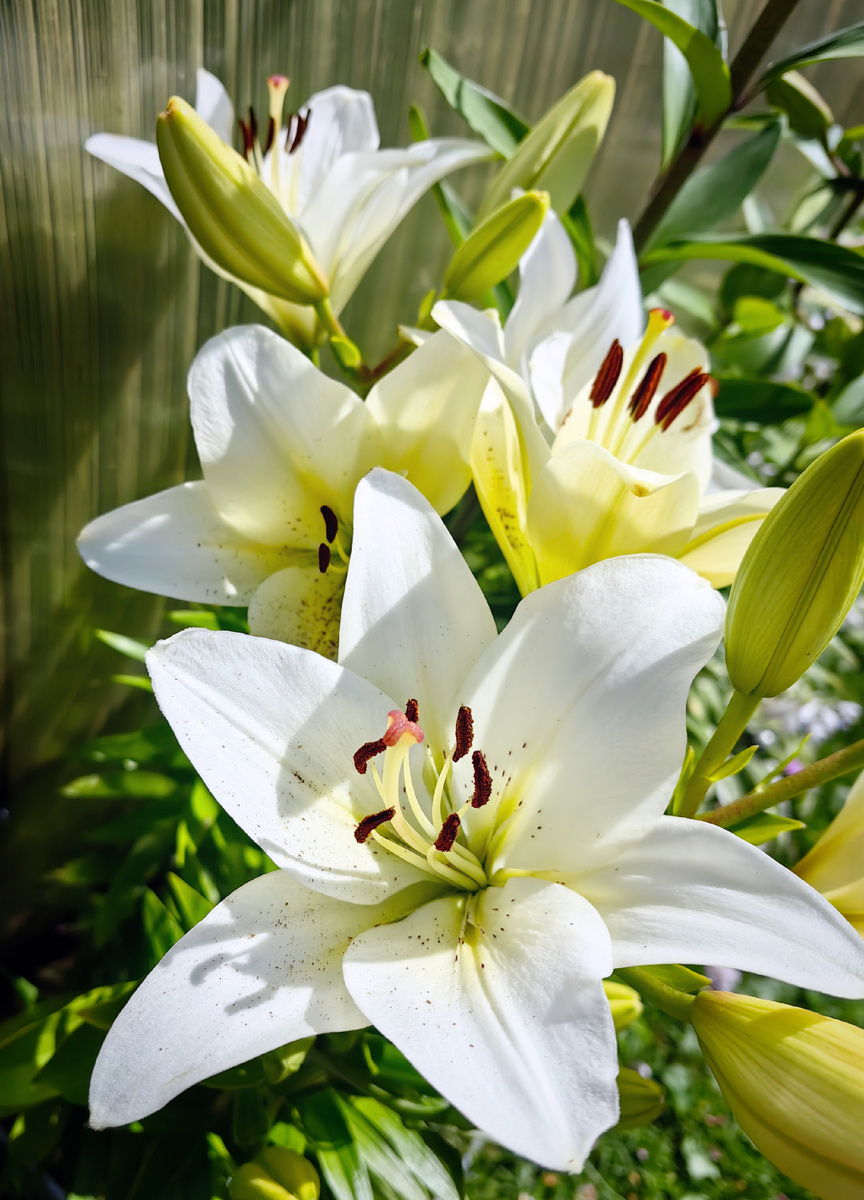 Июль - пора лилий. Мои белые красавицы! 