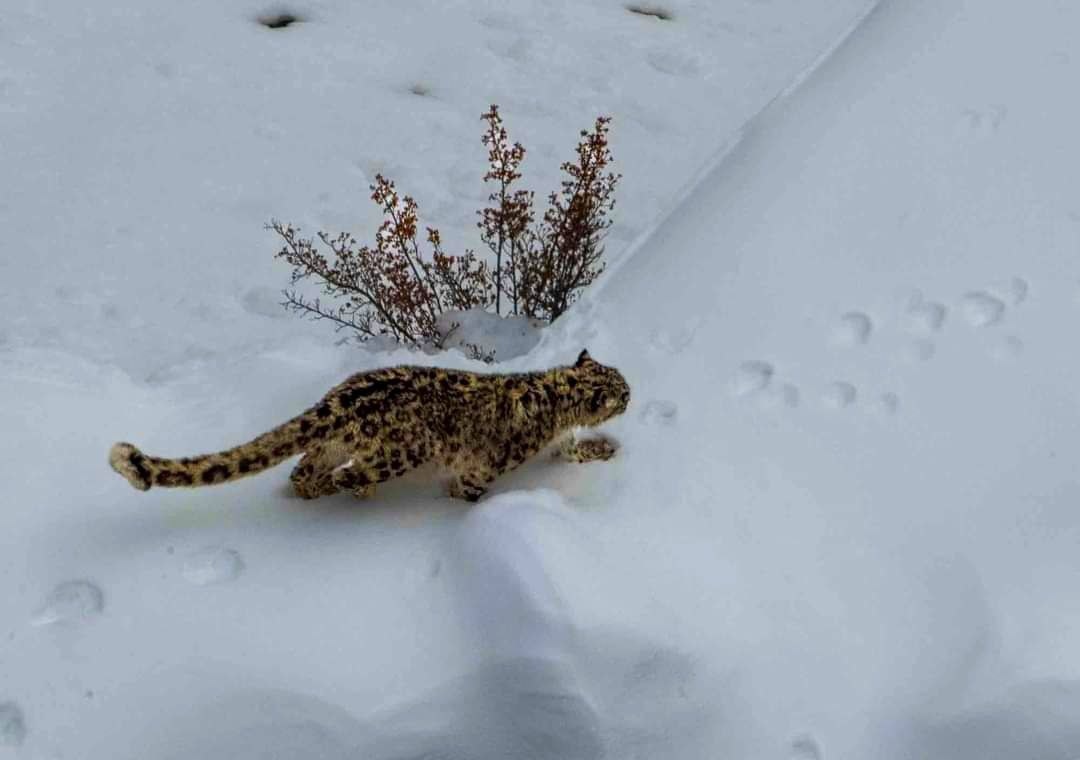 (с) Oriol Alamany.  Ирбис идет по снегу по следам другого снежного барса.