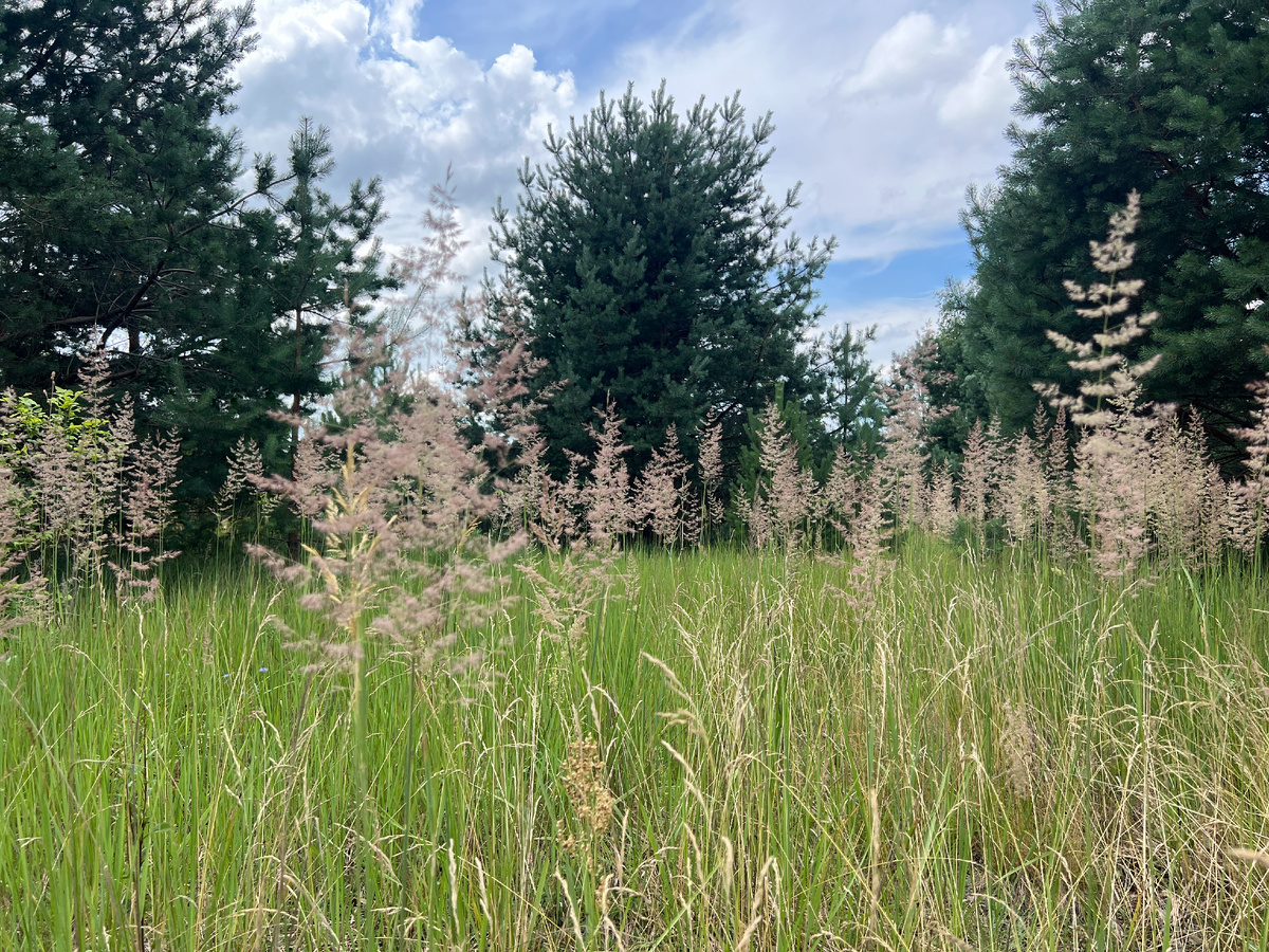 Фото автора. 17.07.25