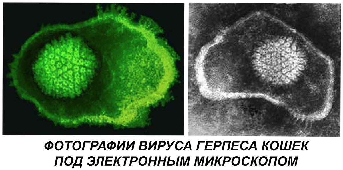 Фото Перепечаева К.А.