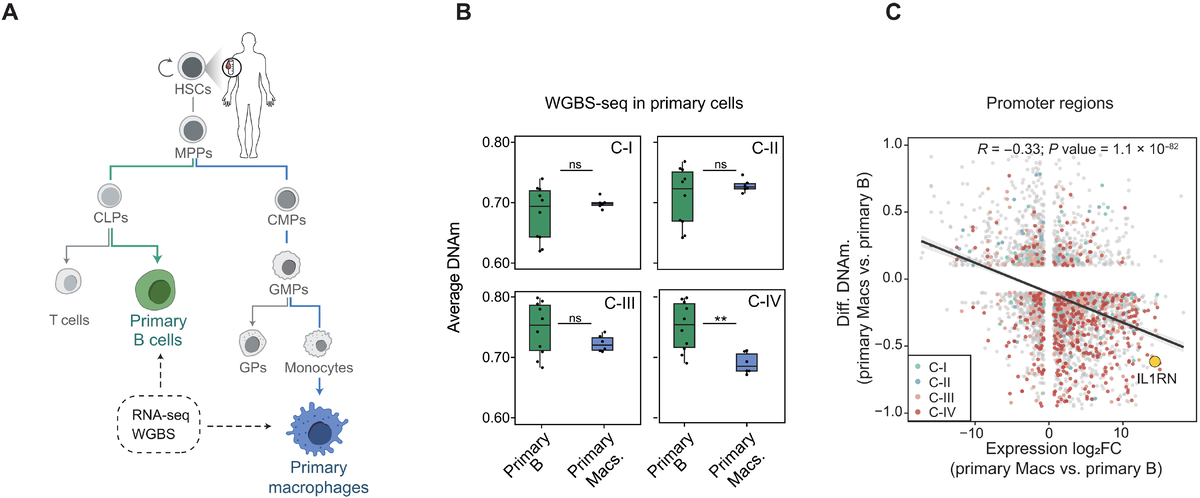 IL1RN демонстрирует сильную корреляцию между метилированием и экспрессией во время дифференцировки миелоидных клеток в первичных клетках человека.