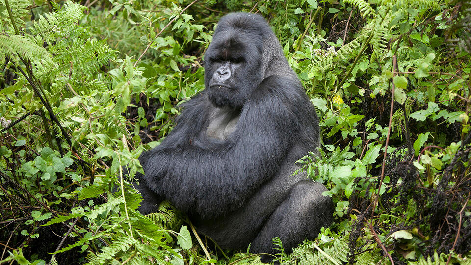 Фото: © www.globallookpress.com/Bernd Rohrschneider/FLPA