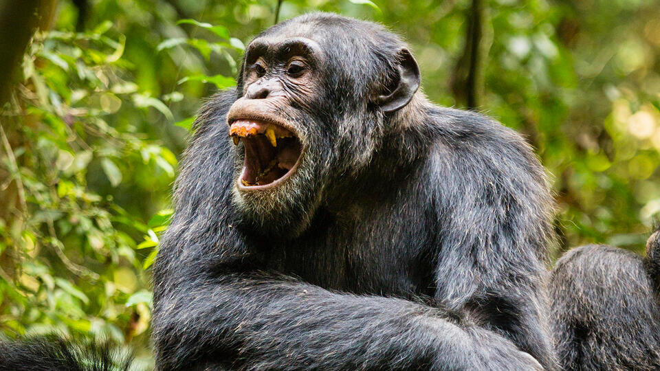 Фото: © www.globallookpress.com/Gilles Barbier/imageBROKER.com