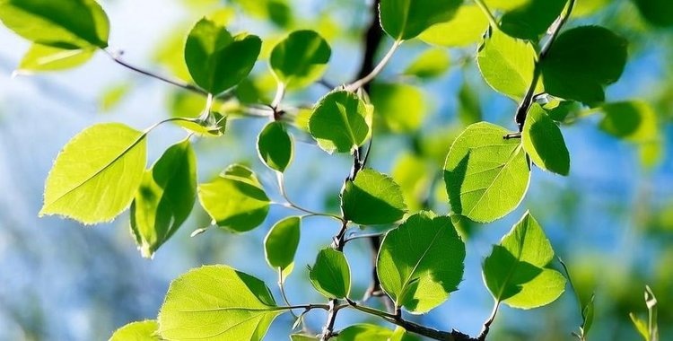    Фото: Медведева Анна, AgroXXI.ru