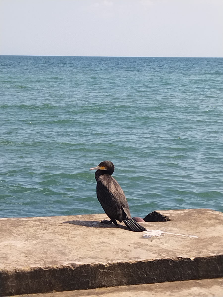 Хохлатый средиземноморский баклан