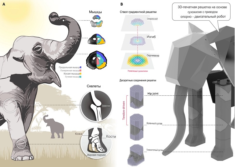 Концепция решётчатого опорно-двигательного робота. (A) Опорно-двигательная система слона. (B) Конструкция опорно-двигательного аппарата робота на основе 3D-печатной решётки.  