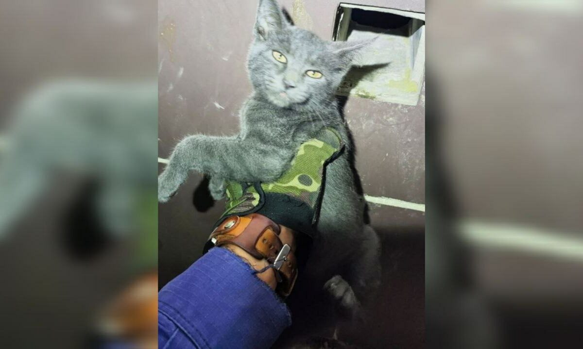    Фото t.me/alekseioderov