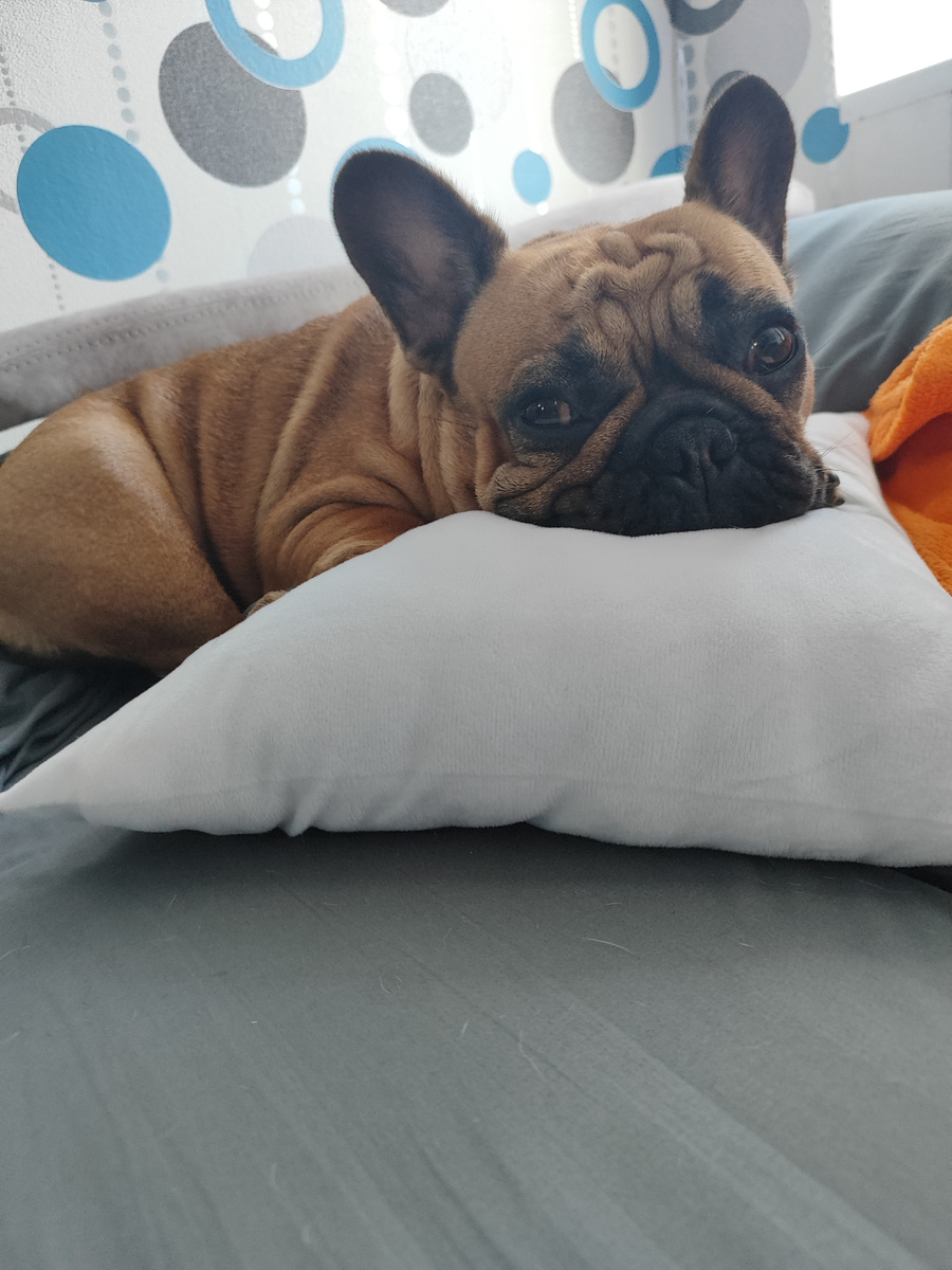 Нежный, гладкий носик