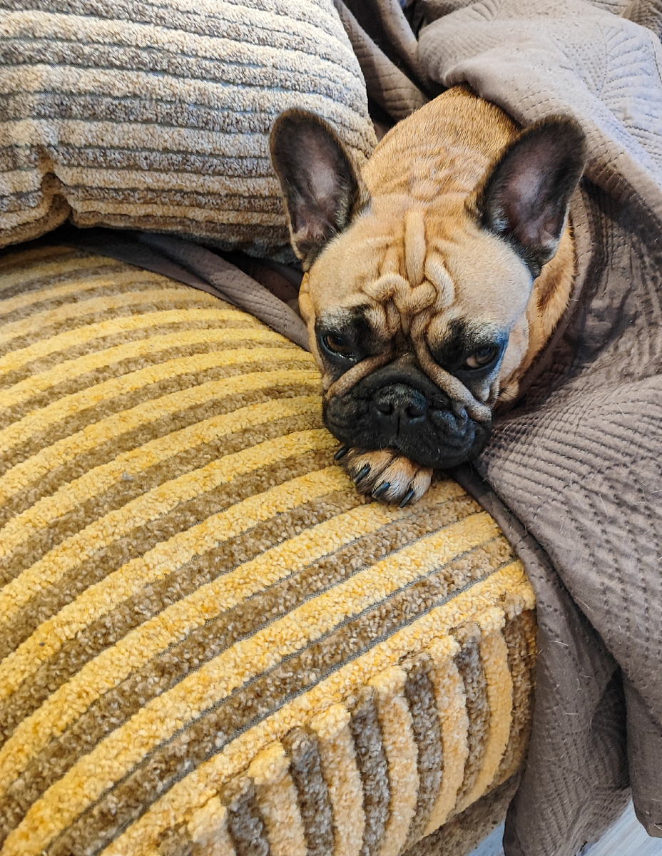 Потрескавшийся носик, недовольная Баффи