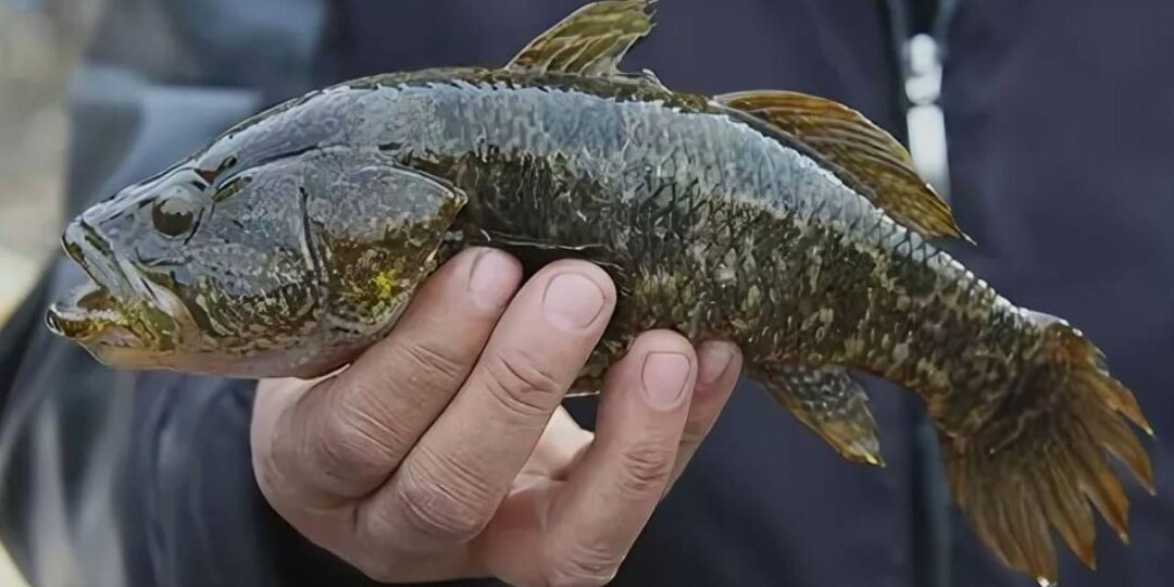 Ротан. Удивительные факты о головешке, которые не знают многие рыболовы. Что сделать из данной рыбы