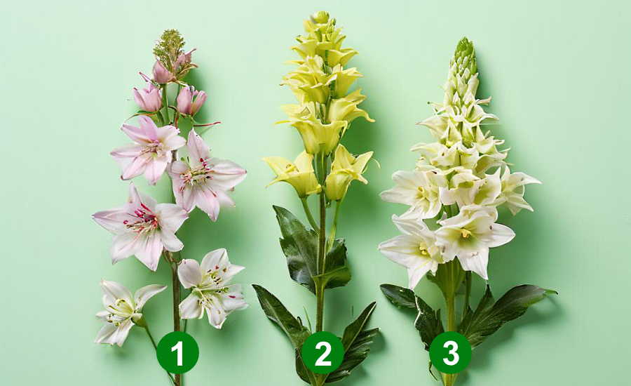 Выберите цветок