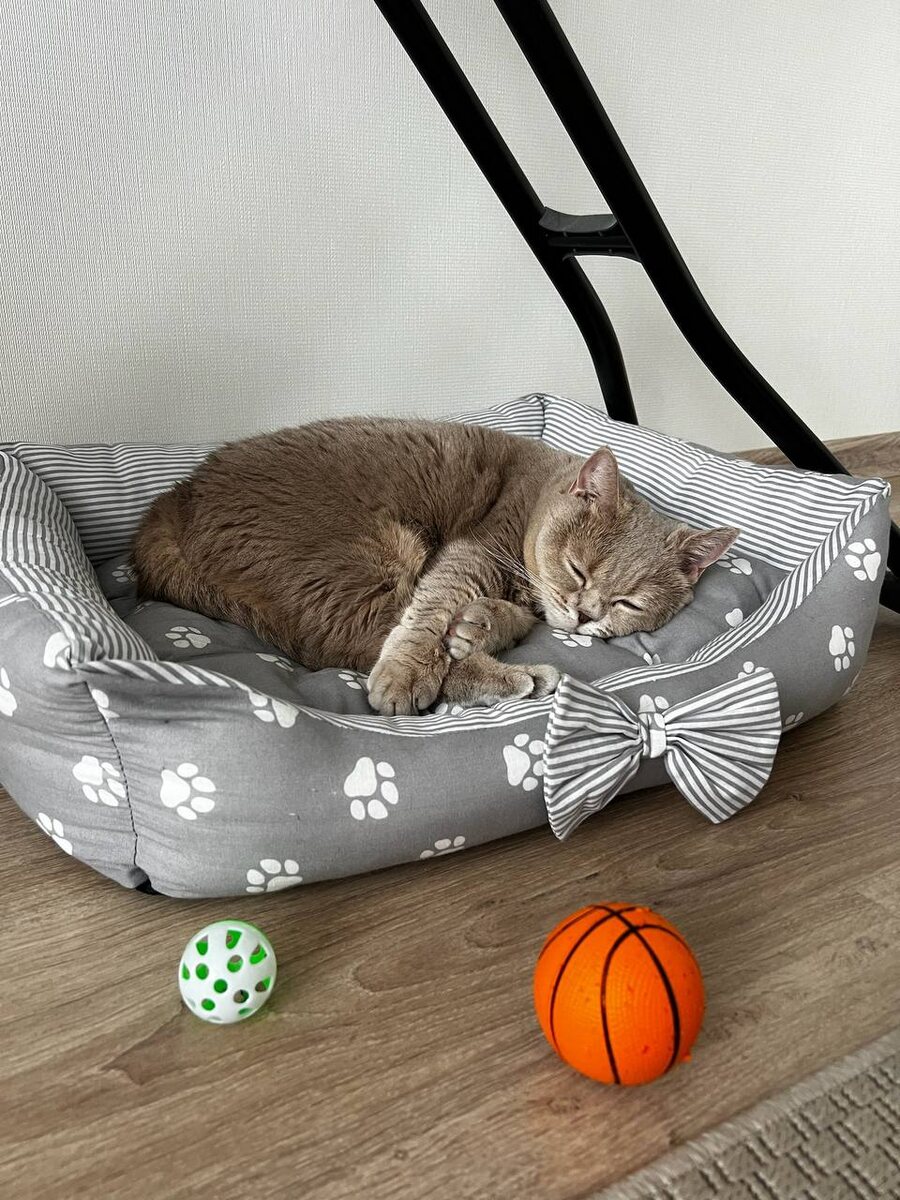 Среди читателей нашего канала много любителей кошек - ну как их можно не любить, таких милых и уютных? Они украшают нашу жизнь и приносят в нее тепло и радость