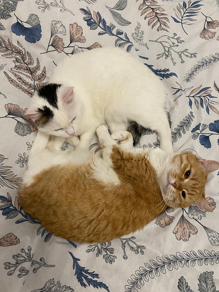 Ну видно же, что у круглых котов всё хорошо!