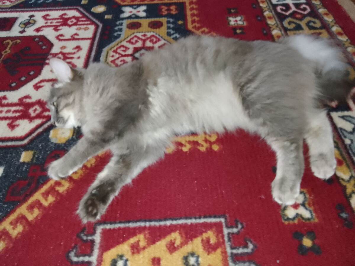 Рунавалятельница