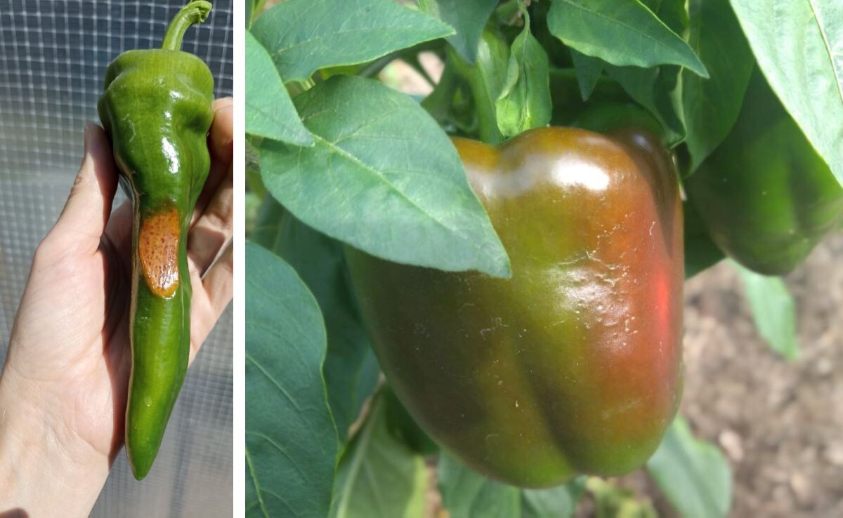 Вершинная гниль на перцах – это гнилые пятна