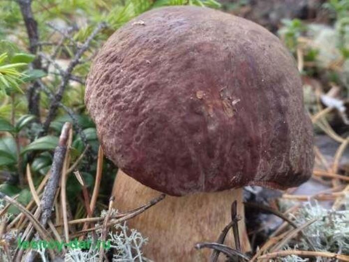 Для белого гриба соснового наиболее характерна тёмно-коричневая шляпка (фото с блога "Лесная кладовая")