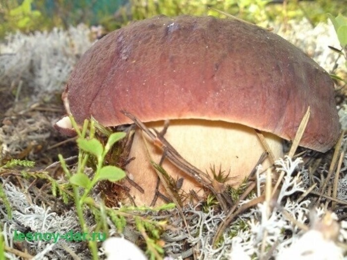 Внушительность в облике - черта белого гриба соснового (фото с блога "Лесная кладовая")