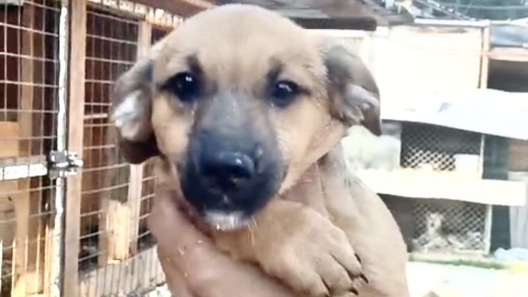 Страшное решение