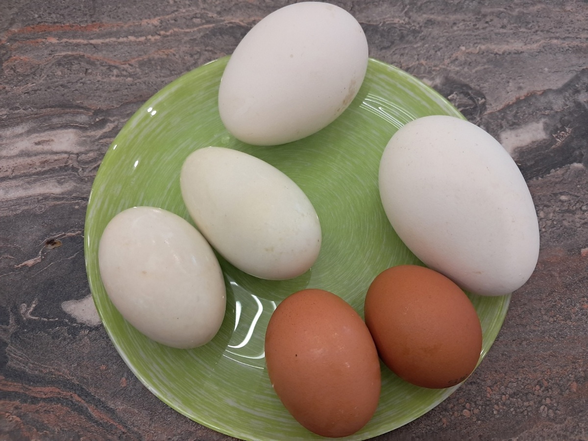 Спавнение размера яиц