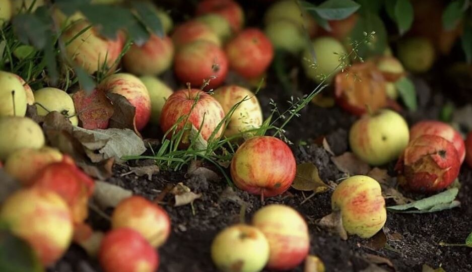 Почему опадают яблоки раньше времени: 7 основных причин и способы решения