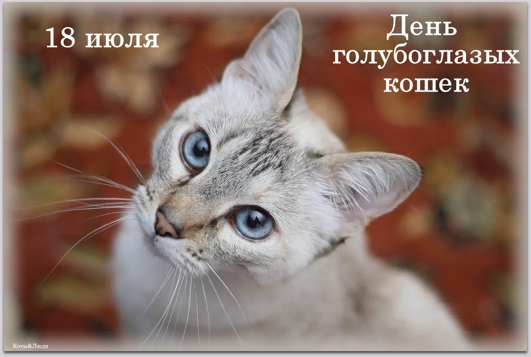 Коллаж автора. Использовано фото: https://koti-voiteli-v-realnoi-zhizni-viki.fandom.com/ru/wiki/%D0%9B%D0%B5%D0%B4%D0%BE%D1%88%D0%B5%D1%80%D1%81%D1%82%D0%BA%D0%B0