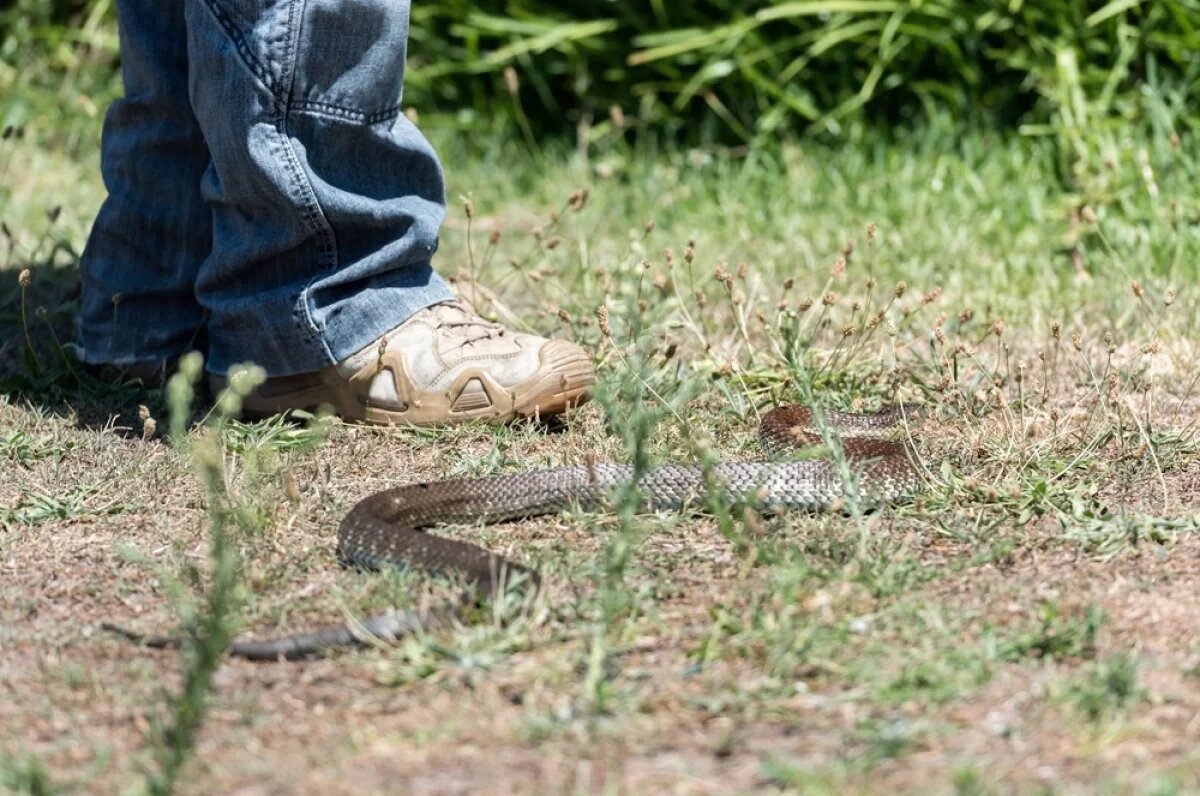    Врачи спасли мальчика из Удмуртии, которого в ноги укусили сразу две гадюки
