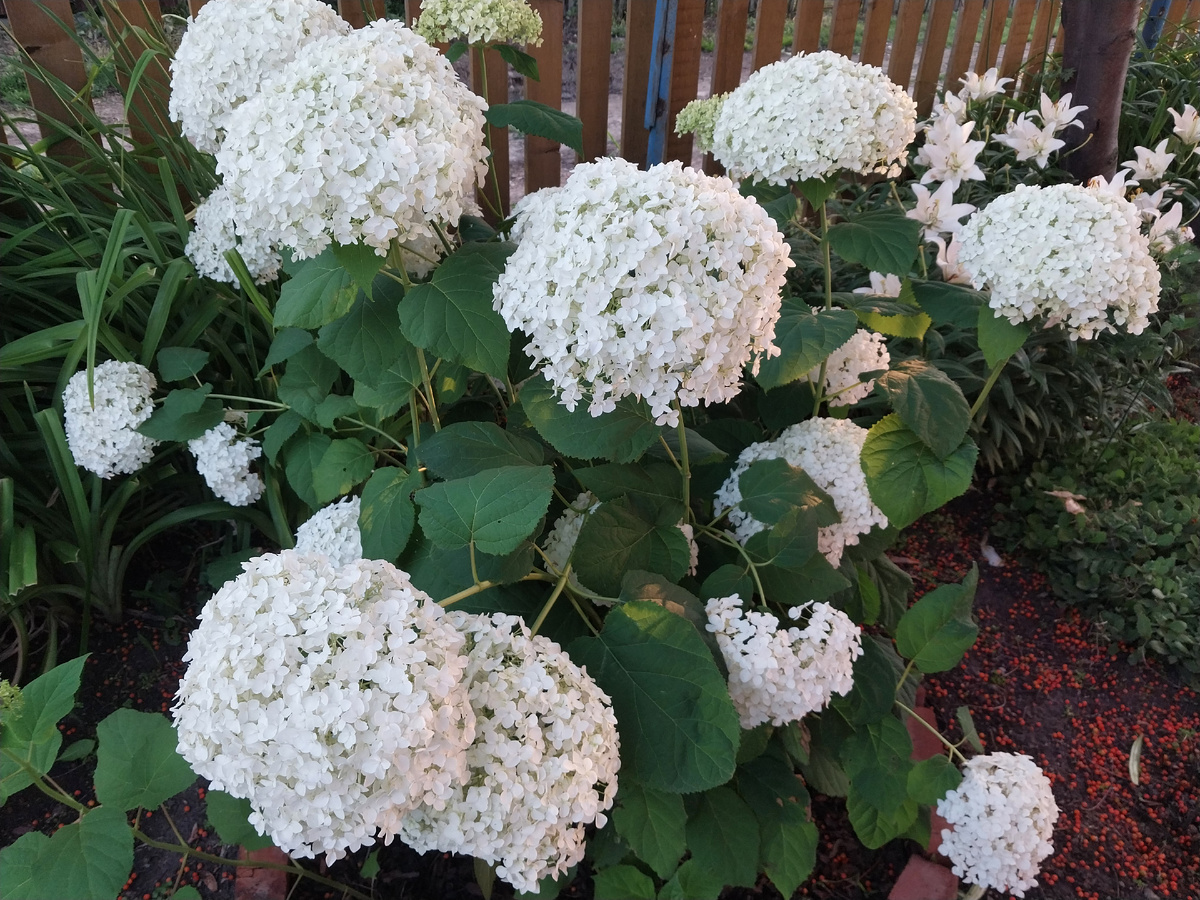 Гортензия древовидная "Анабель"