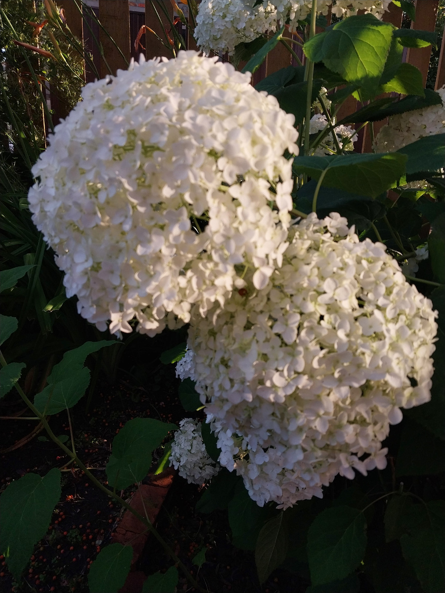 Соцветия Анабель - просто очень огромные.