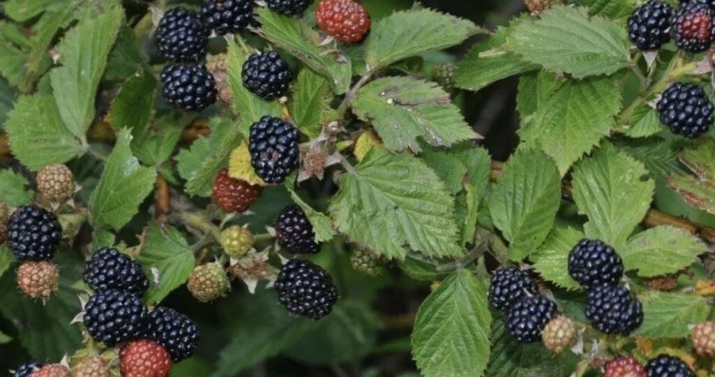 Почему не плодоносит ежевика: 7 причин и способы решения