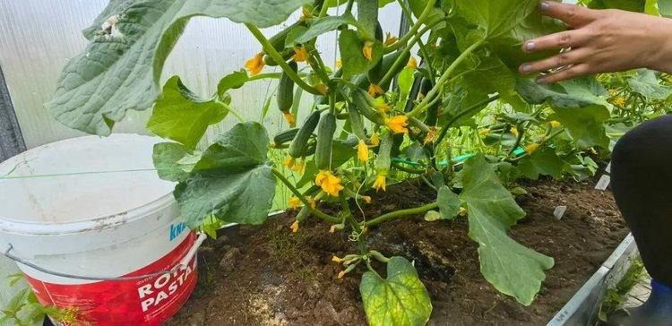 Борофоска удобрение – для чего применяют