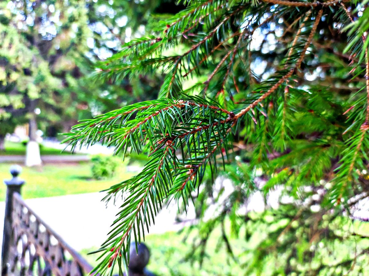 Фото с моей прогулки 