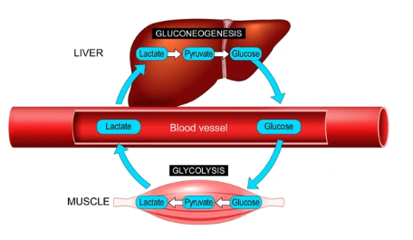 вот что происходит с углеводами в теле и в мыщцах, углеводы - необходимый компонент питания! нужный каждой клетке организма!