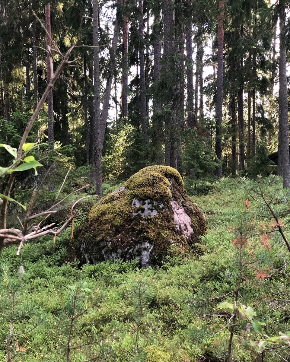 Много камней по пути в лесу.