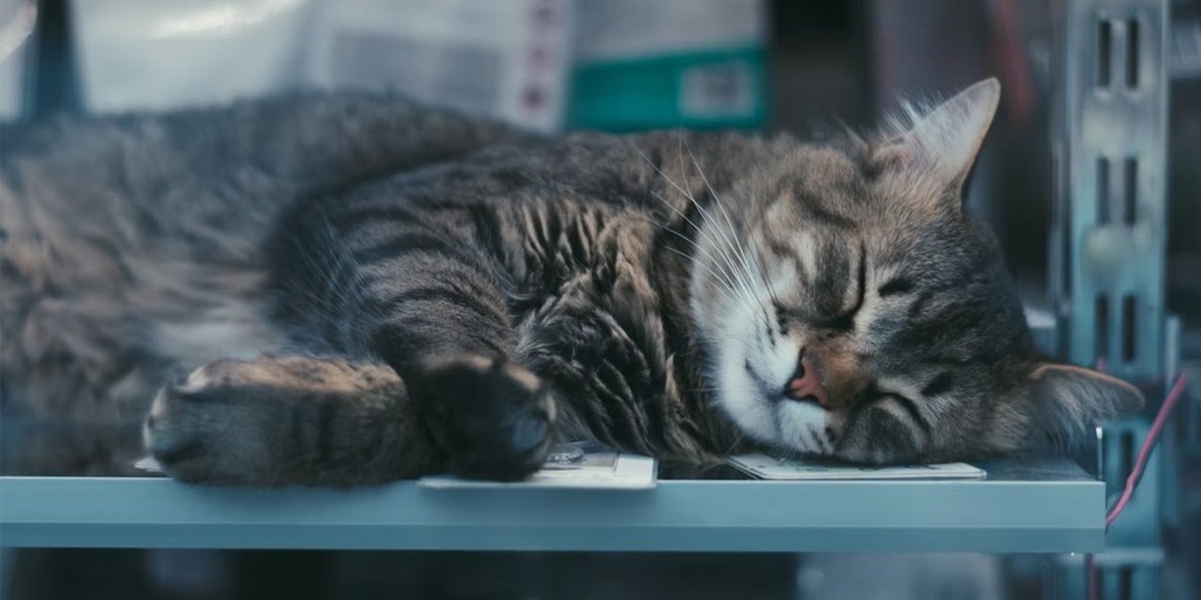В Новосибирске ожил кот, скончавшийся во время операции