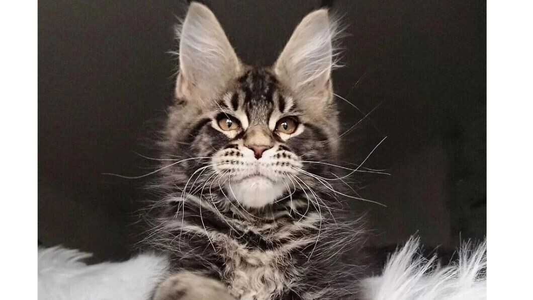     Источник: Скриншот Авито