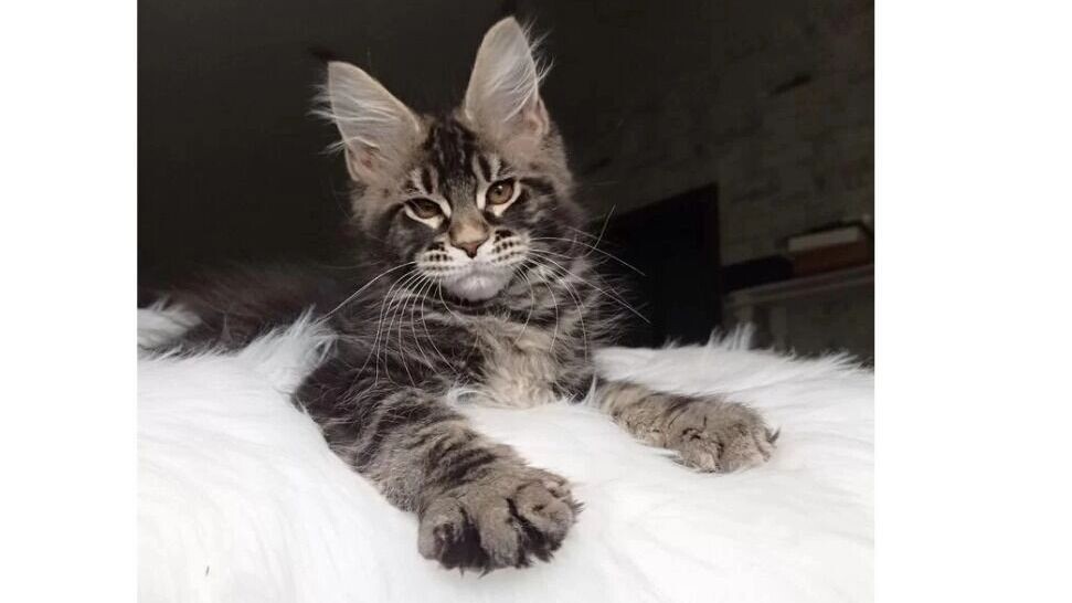     Источник: Скриншот Авито