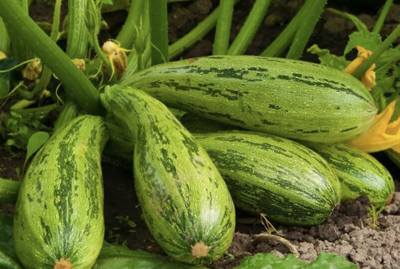 Чем подкормить кабачки и тыкву в июле для богатого урожая