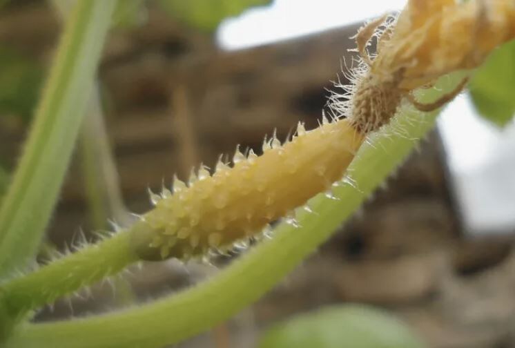 Почему желтеют завязи у огурцов и как это исправить: 7 главных причин и решений