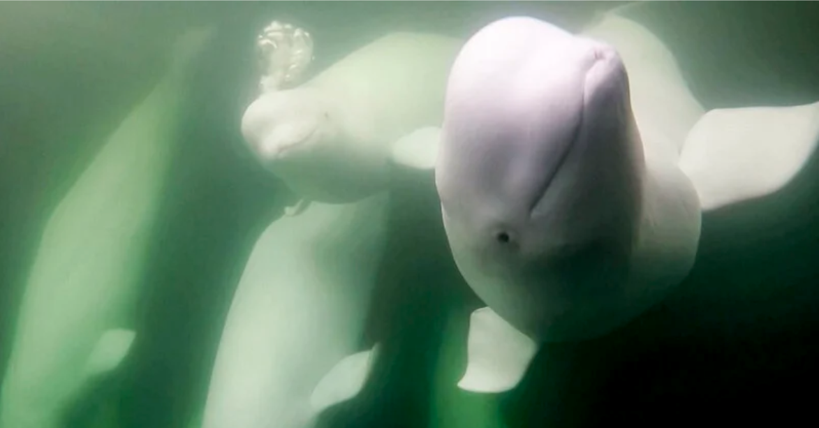 Фото: Мэдисон Стивенс / Polar Bears International. Источник: Petapixel.com